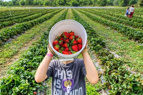 harvest farm near me