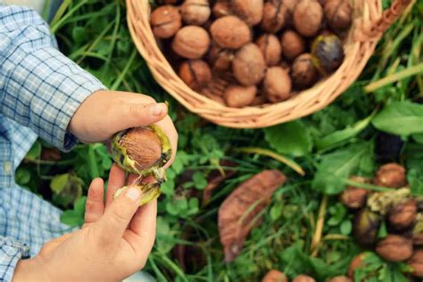 Harvesting Walnuts
