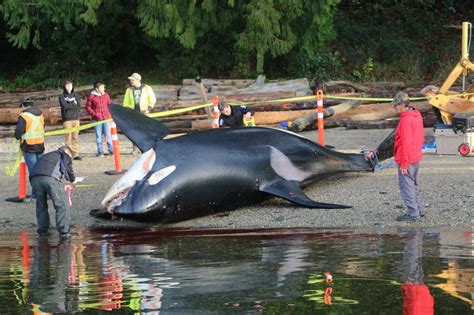has an orca killed a human