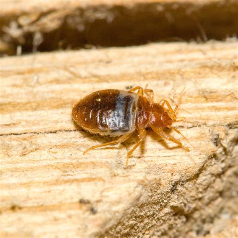 Has Everyone Got Bed Bugs