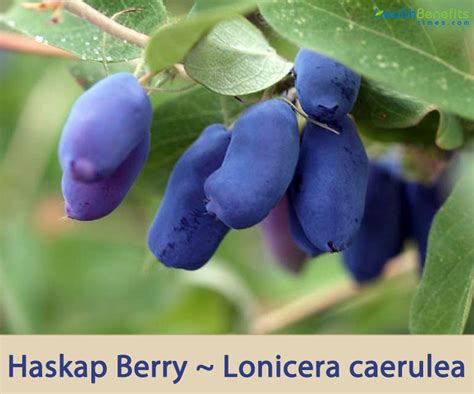 Haskap Berry Alberta