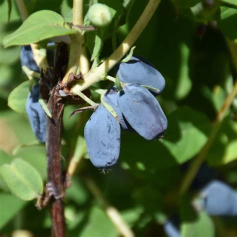 Haskap Berry Borealis