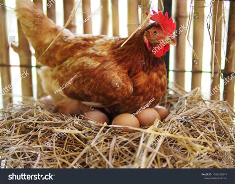 Hatching Eggs Hen