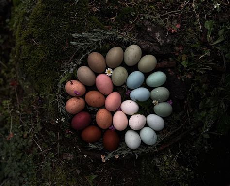 Hatching Eggs Vancouver