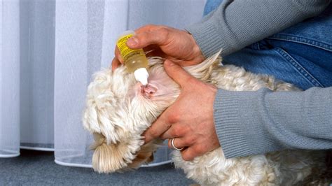 Hausmittel Gegen Milben Bei Hunden