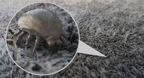 Parkett und Laminat auf Teppich verlegen Geht das? Parkett Remel