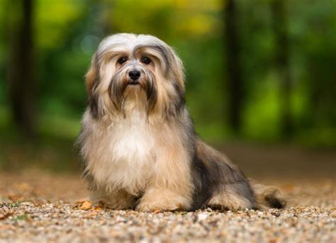 havanese