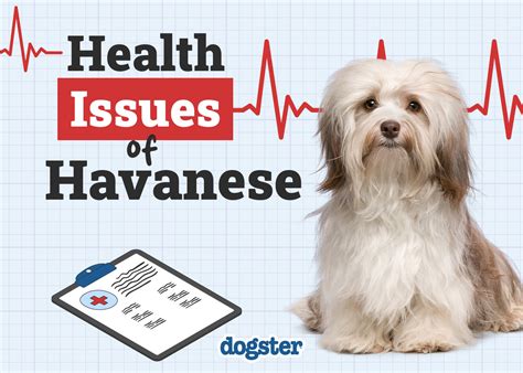 havanese health problems