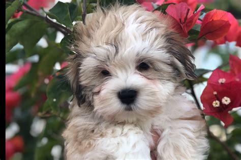 havanese puppies florida