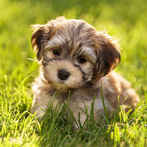 havanese puppies for sale in florida