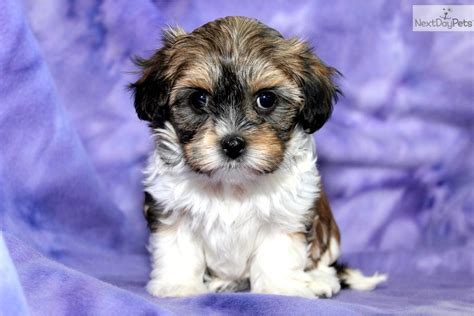 havanese puppies for sale in pa
