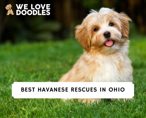 havanese rescue ohio