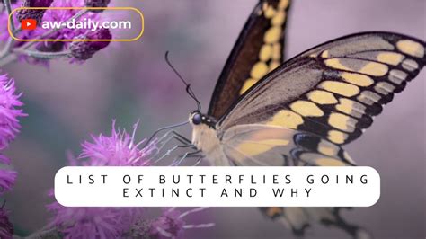 Have Butterflies Going Extinct