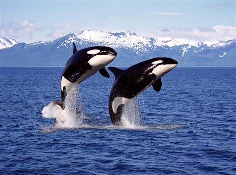 have orcas ever killed humans in the wild