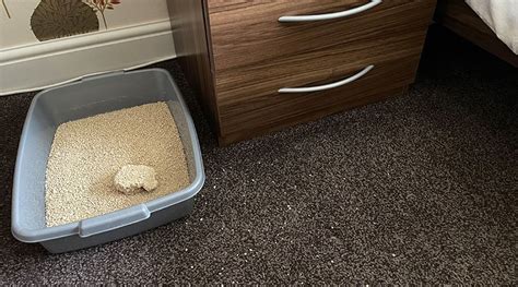 Having Cat Litter In Bedroom