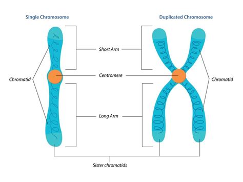 Having Extra Copies Of One Chromosome In A Cell Is An Example Of