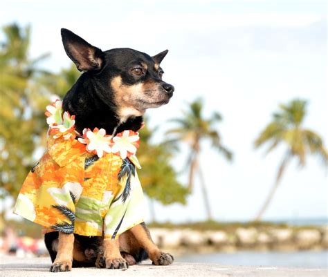 Hawaii pet insurance