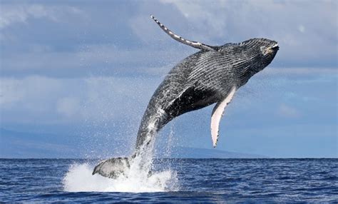 hawaii whale count 2023