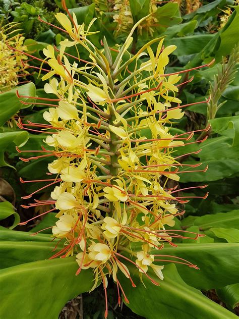 hawaiian yellow kahili ginger plant for sale