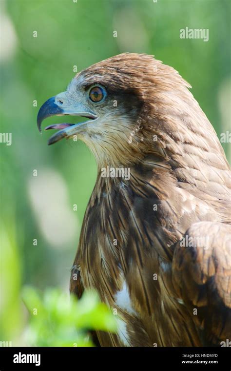 Hawk Soaring Through a Storm, Determined to Reach its Destination