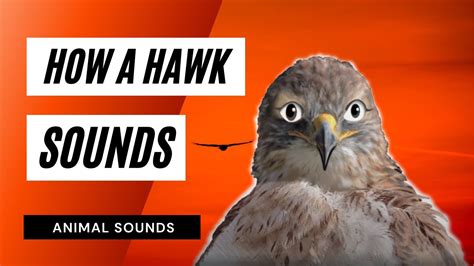 Hawk Vocalizations