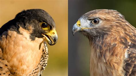 hawks and falcons