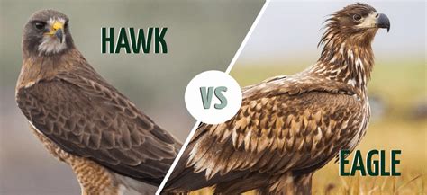 hawks vs eagles 2023