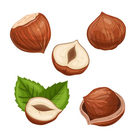 Hazelnut Cartoon Drawing