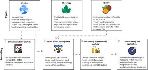 Hazelnut Component Interpretation