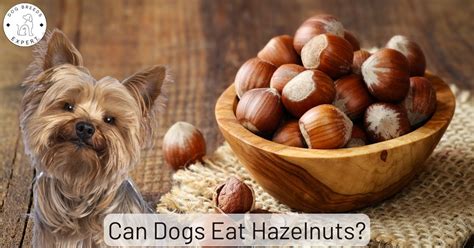 Hazelnut For Dogs