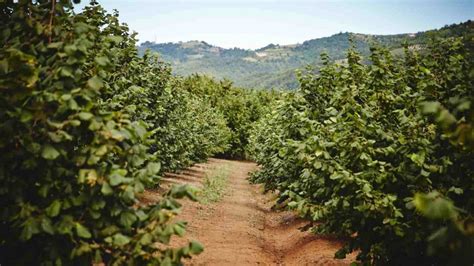 Hazelnut Tree Growing Area