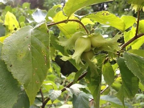 Hazelnut Tree Indiana