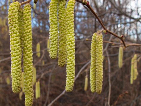 Hazelnut Tree Pollination Chart