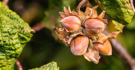 Hazelnuts Grow Where