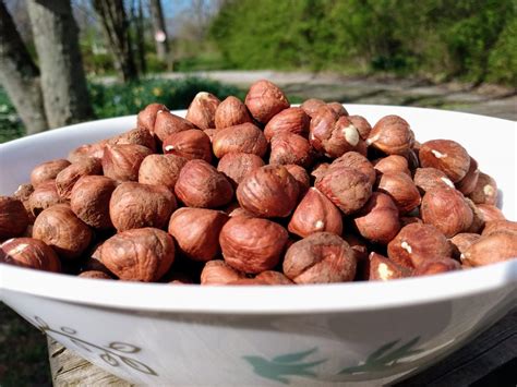 Hazelnuts Or Hazelnut
