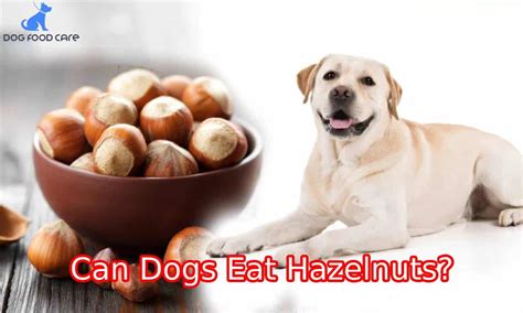 Hazelnuts To Dogs