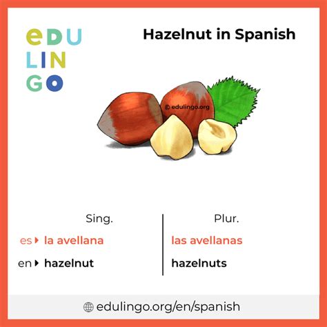 Hazelnuts To Spanish