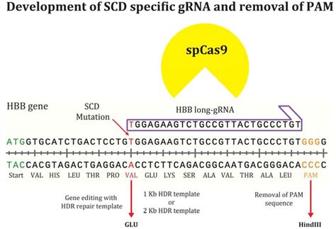 hbb dna sequence and genetic testing
