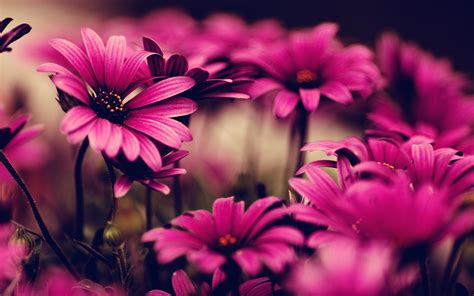 Hd wallpapers pink flowers