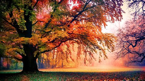 HD Tree Wallpaper