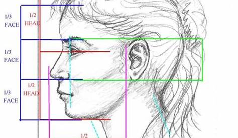 Head Profile Proportions How To Draw Of The Adult Male YouTube