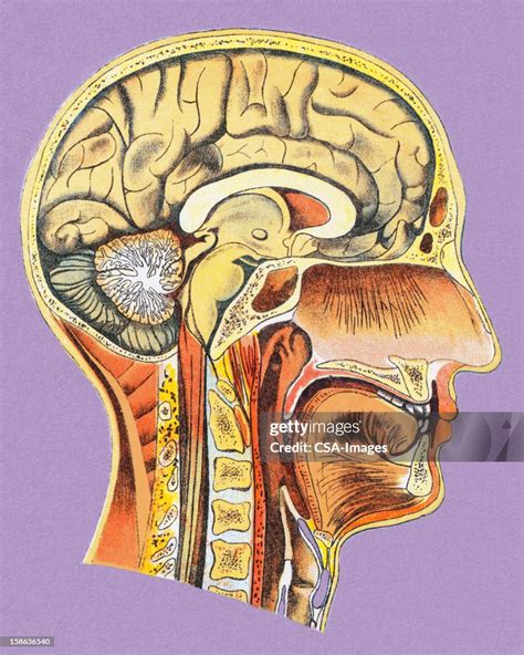 Head Anatomy Example