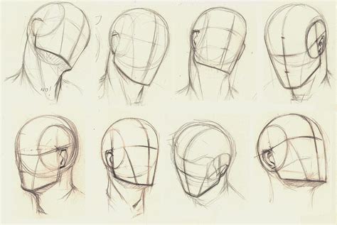 Head Anatomy For Drawing