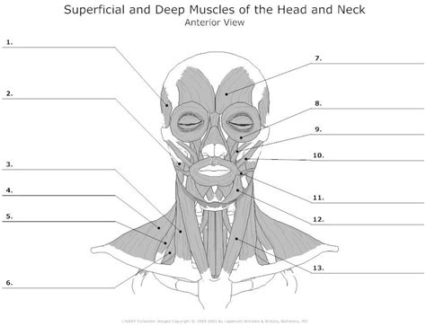 head and neck anatomy worksheets