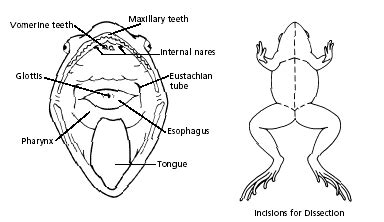 Head Frog Function
