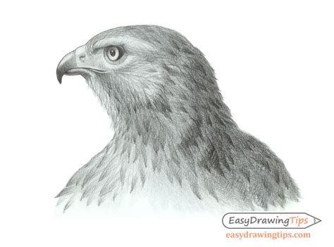 Head Hawk Drawing