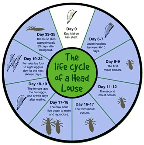 Head Lice Growth Chart