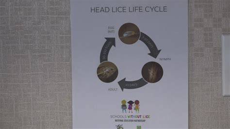 Head Lice In Schools