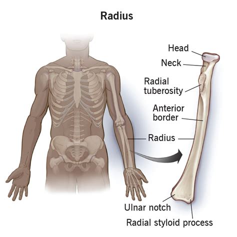 Head Of The Radius Arm