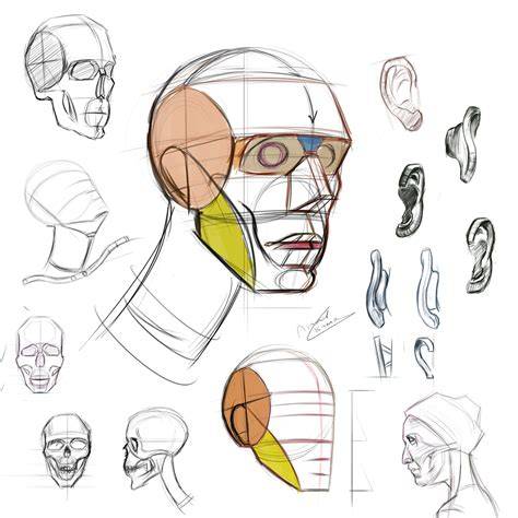 head studies by ndemers on DeviantArt